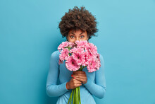 Good Looking Delicate African American Woman Smells Rosy Gerbera Flowers, Enjoys Pleasant Odour Holds Bouquet In Hands, Has Tender Look At Camera, Comes On Romatic Date With Boyfriend, Blue Background