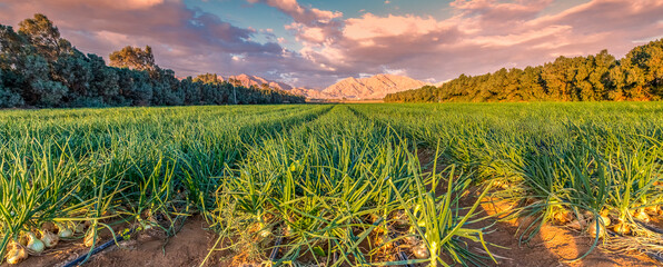 Wall Mural - Agricultural field with ripe green onions. Advanced agriculture industry in desert areas of the Middle East