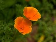 Maczek kalifornijski, odmiana miniaturowa, kwiat, mak, charakter, , pomarańcz,  płatek, naturalny, flora, kwitnienie