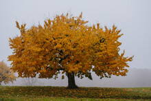 Autumn Tree With Yellow Leaves