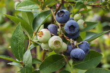 Closeup Of A Bunch Of Blueberries Ripening On The Bush In The Orchard
