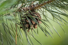 Pine Cone On Sprig With Green Blurred Background