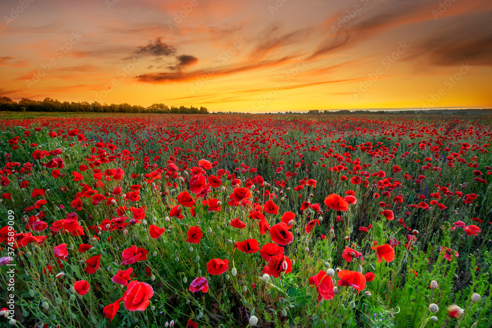 Beautiful sunrise over red poppies field - obrazy, fototapety, plakaty 