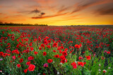Fototapeta Do pokoju - Beautiful sunrise over red poppies field