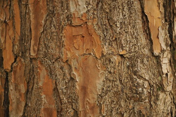 photography with texture on tree trunk