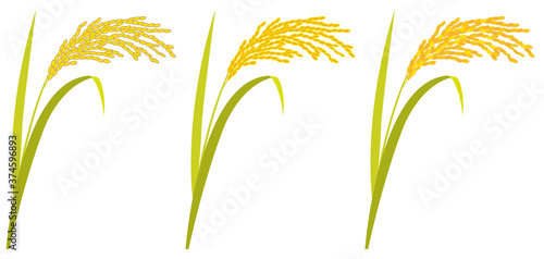 Fotomural Rice plant against white background