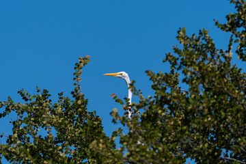 great white egret peeking over branches high in tree