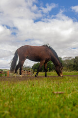 horse in the field