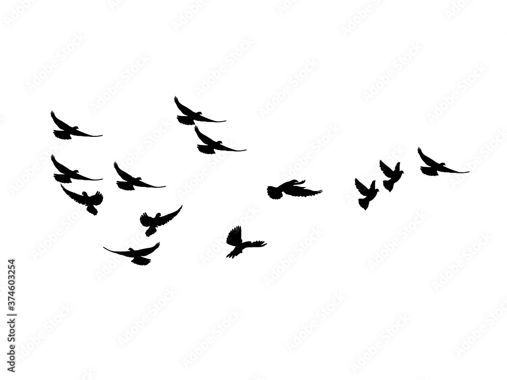 silhouette Flock of Flying Birds. flying birds on white background. vector illustration - obrazy, fototapety, plakaty 