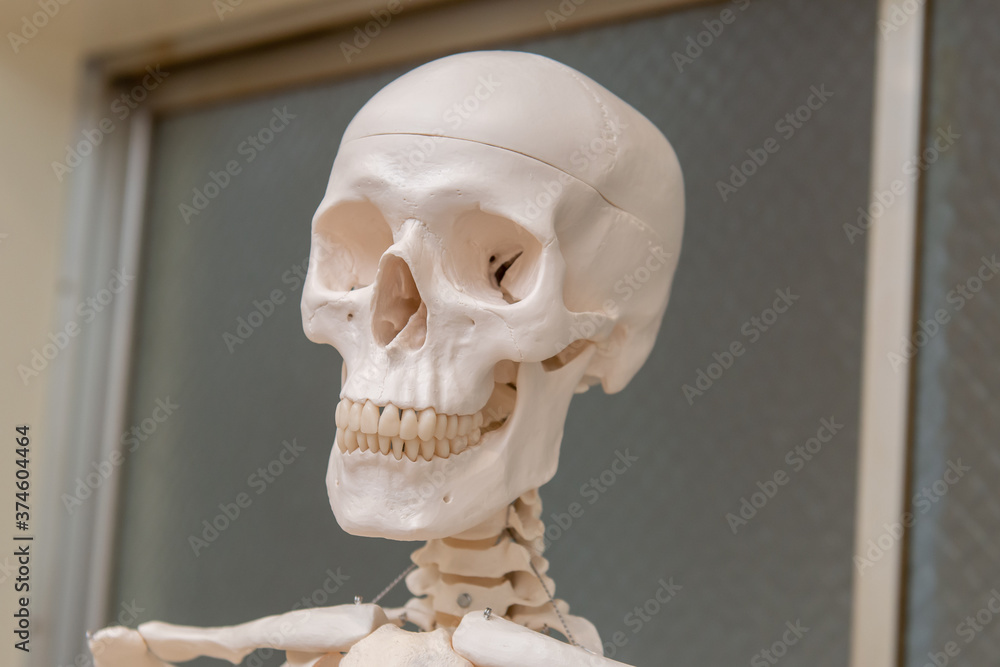 人体骨格模型の顔、頭蓋骨部分 Stock Photo | Adobe Stock