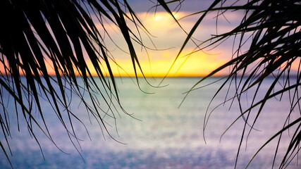 the silhouette of the tree leaves and cloudy orange evening sky at the beach 