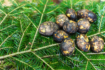 Cooking potatoes and kebabs over the fire. Baked black potatoes on green needles. Branches of fir trees and pines. Outdoor picnic in spring, summer and autumn. Relax.