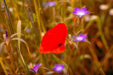 Sticker - admiring the beautifully smelling colorful flowers