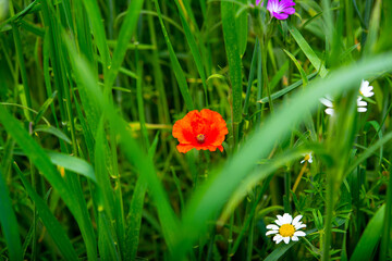 Sticker - admiring the beautifully smelling colorful flowers