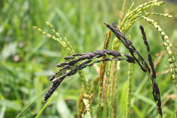 black rice farming  mountain rice field country side Image Image