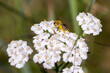 © irottlaender - Closeup of a wild bee (prob. plasterer bee Colletes spec.) on yarrow flowers (Achillea millefolium)