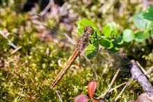 Closeup Of A Darter Dragonfly (Sympetrum Spec) Resting On Ground