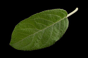 Canvas Print - Apple leaf closeup