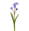 Blue flower of Alpine squill or two-leaf squill isolated on white, Scilla bifolia
