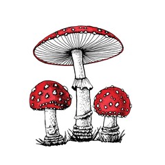 Vector drawing of black-white fly agaric graphics with red mushroom cap, forest poisonous mushroom, medicinal plant, magic, toxic mushroom isolated on white background for printing.