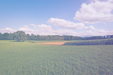 Wall Mural - Deserted wheat and corn fields