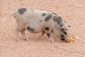 pig