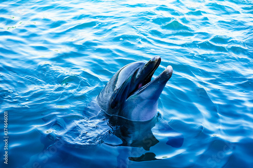 dolphin in blue water Poster Mural XXL