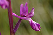 Jersey orchid (Orchis laxiflora syn Anacamptis laxiflora)