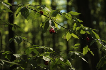 Wall Mural - Bright unusual fruits of euonymus ripened on bushes in the forest at the end of summer