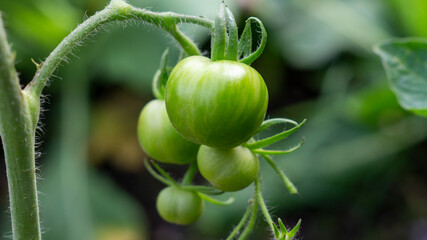  Green Tomatoes