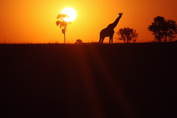 Wall Mural - Giraffe (Giraffa giraffa) in the sunset with palm tree on the horizon