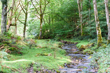 Poster - stream, stream, stream, in the middle of the forest, in summer, with green grass and branches and leaves in Navarra, Spain