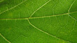 © eliyashevskiy - green leaf background. сlose up of leaf texture