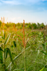 Corn pollen in corn field. S