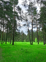  forest landscape in the morning