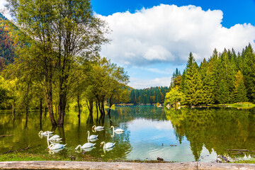 Canvas Print - A lovely flock of white swans swims