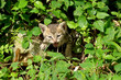 the brown color kitten with grass plant in the forest.