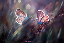 Two Butterflies That Were On The Grass