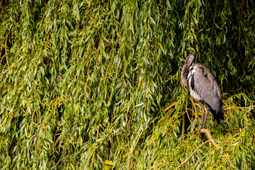 Wall Mural - Grey heron bird