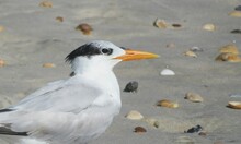 Royal Tern On The Florida Beach