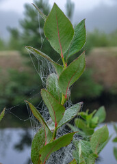 Wall Mural - spider web in the morning dew