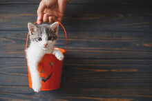 Cute Kitten Sitting In Halloween Trick Or Treat Bucket On Black Wooden Background. Hand Holding Jack O' Lantern Pumpkin Pail With Adorable Kitty, Space For Text. Happy Halloween