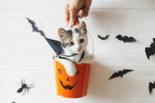 Happy Halloween. Cute Kitten Sitting In Halloween Trick Or Treat Bucket On White Background With Black Bats. Adorable Kitty Looking From Jack O' Lantern Pumpkin Pail,copy Space