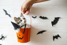 Cute Kitten Sitting In Halloween Trick Or Treat Bucket On White Background With Black Bats. Hand Holding Jack O' Lantern Pumpkin Pail With Adorable Kitty In In Witch Hat. Happy Halloween