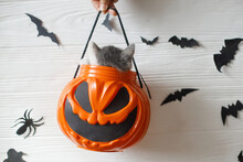 Cute Kitten Sitting In Halloween Trick Or Treat Bucket On White Background With Black Bats. Adorable Kitty Looking From Jack O' Lantern Pumpkin Pail. Happy Halloween.