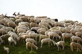Fototapeta Zwierzęta - Flock of sheep on Monte Grappa
