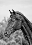 Fototapeta  - Portrait eines schwarzen Pferdes in schwarz-weiß