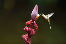 Long-billed Hermit Is Flying Feeding Nectar From Wild Banana Red Flower