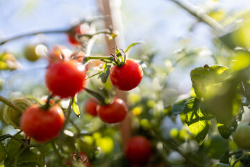  Bright red cherry tomatoes ready to be harvested in the garden.