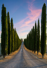 Perfect Road/Avenue Through Cypress Trees Towards House - Ideal Tuscan Landscape